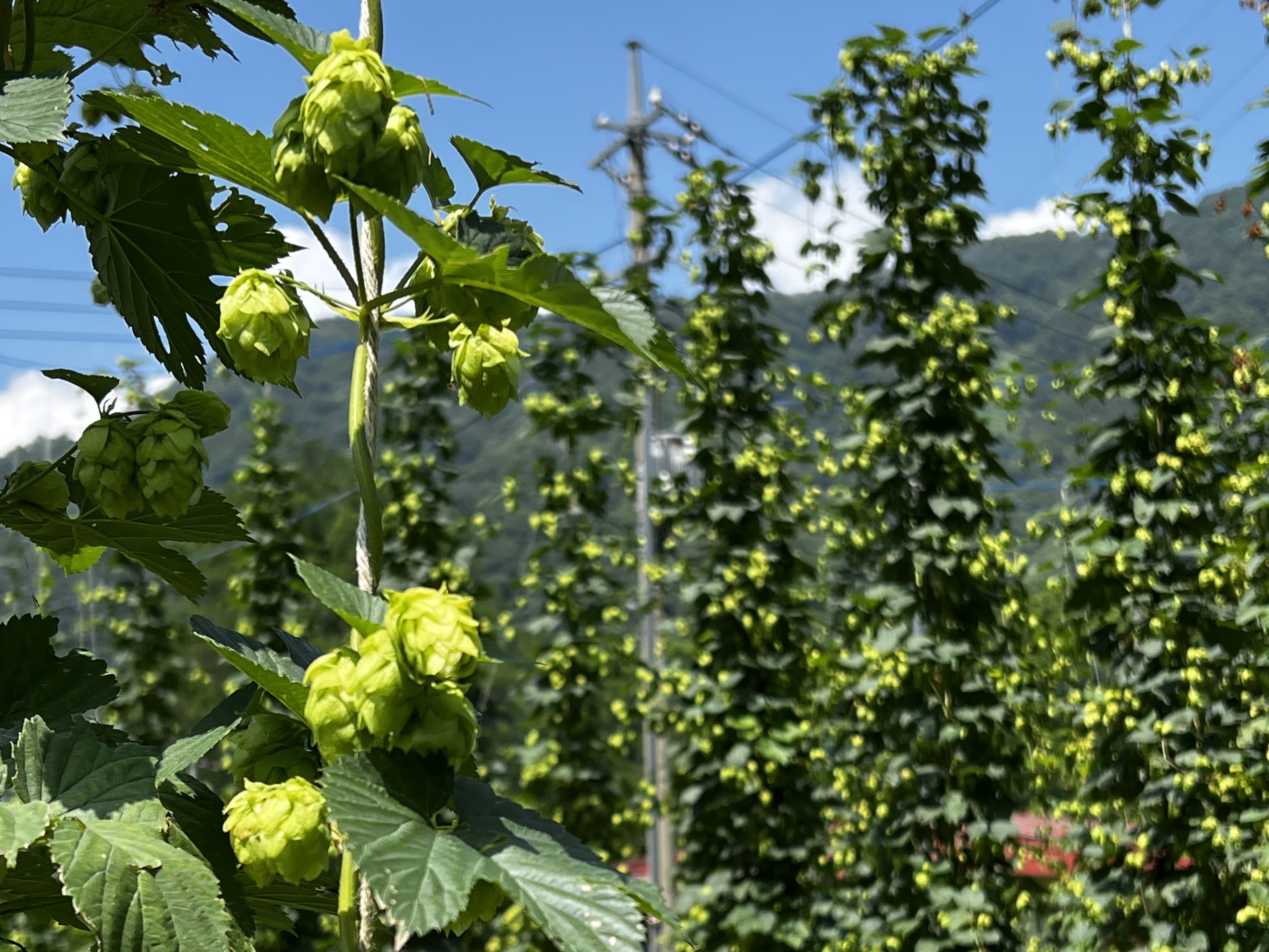 農から始まる酒づくり